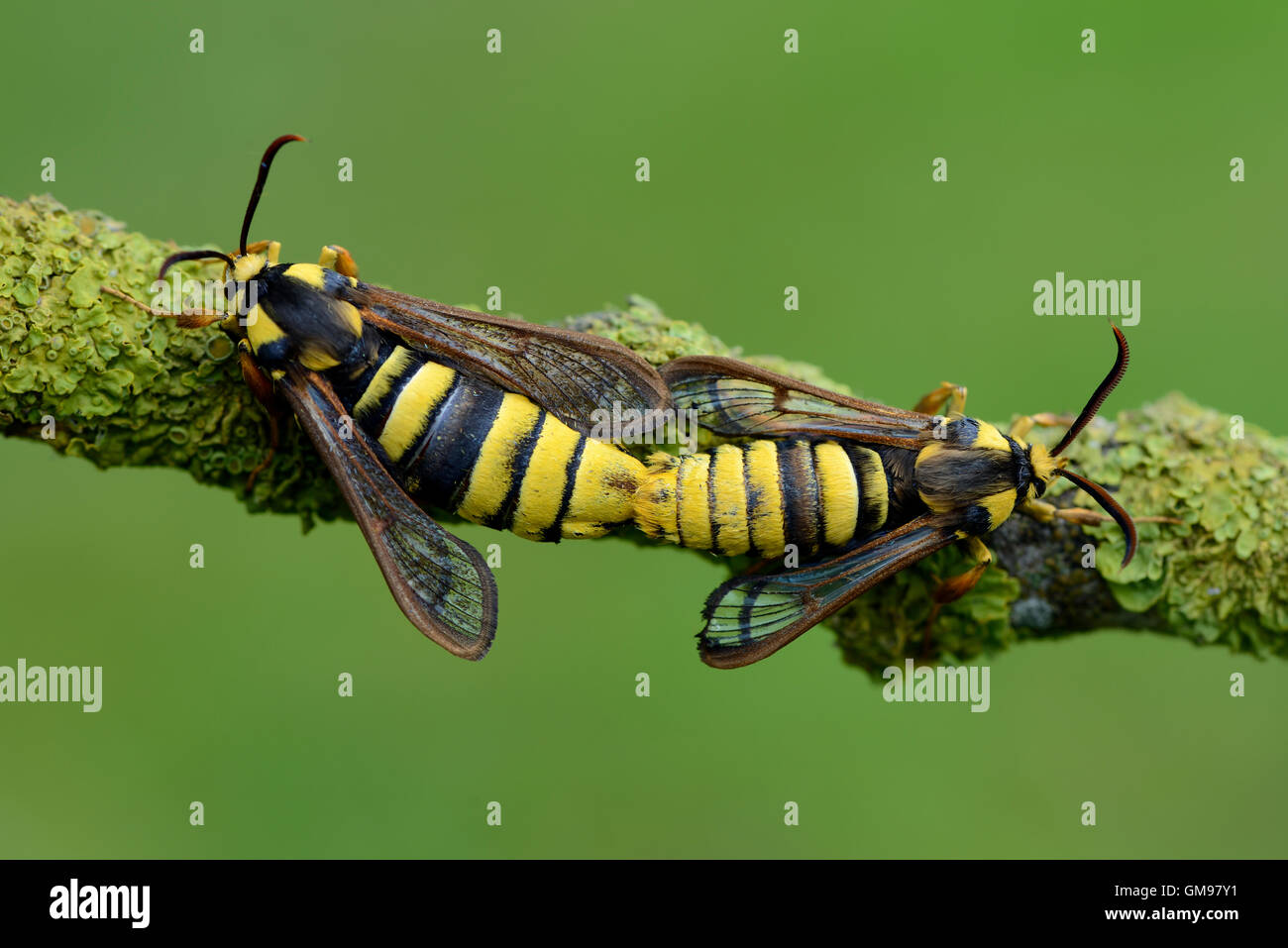 Paarung Hornet Clearwings auf Zweig Stockfoto