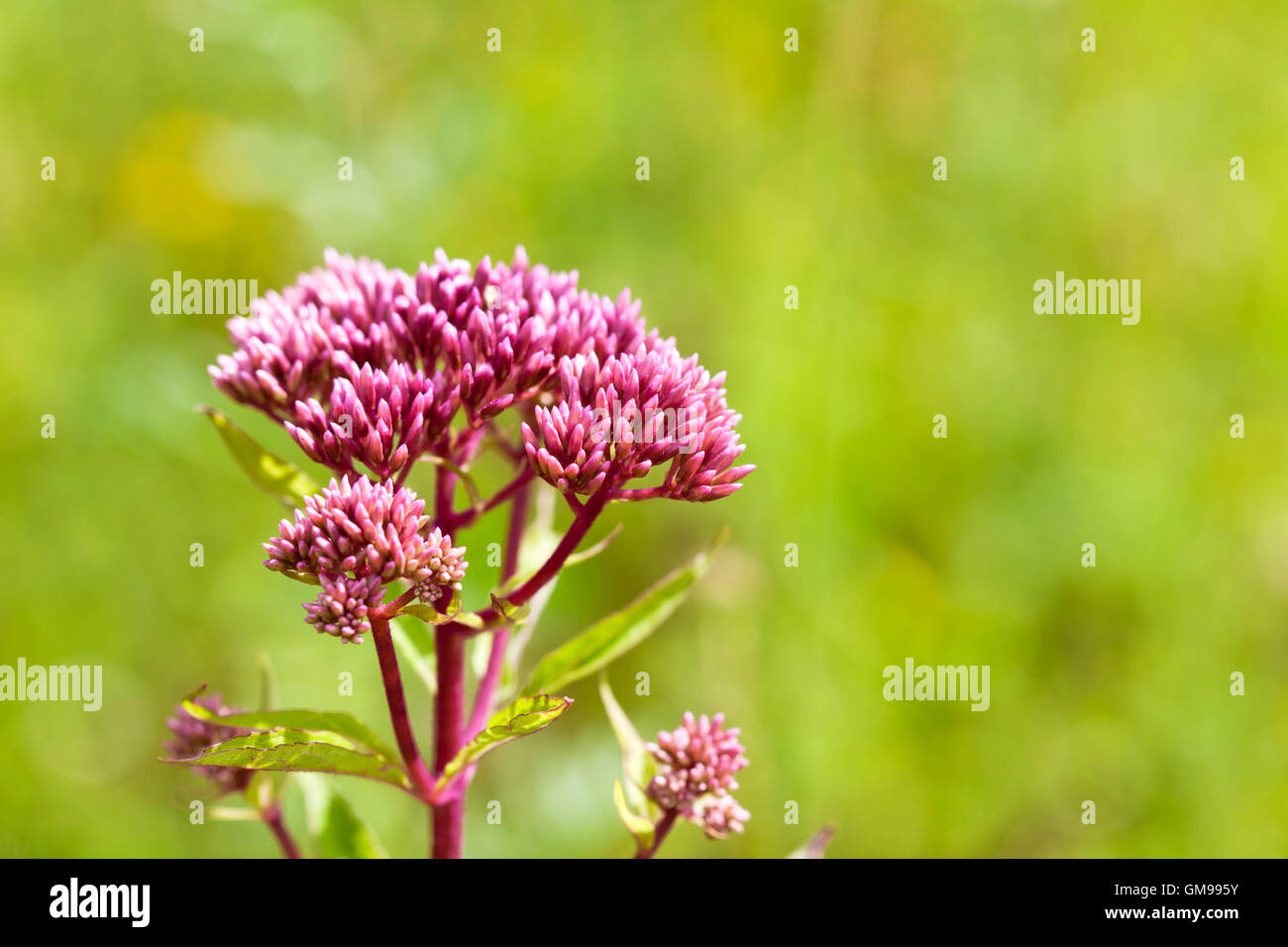 Eutrochium purpureum Stockfoto