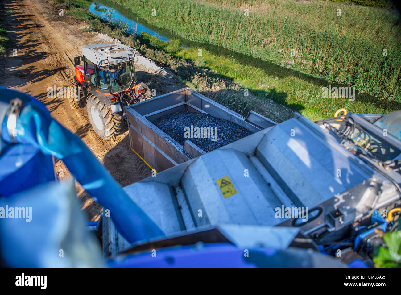 Weinlese-Maschine und Traktor im Weinberg Stockfoto