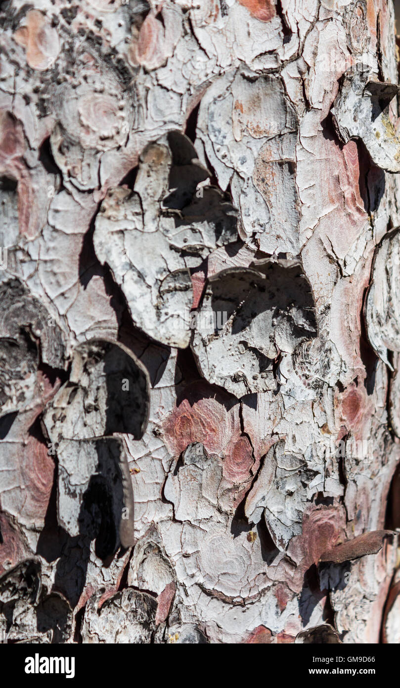 Abstrakte abblätternde Baum-Rinde-Hintergrund Stockfoto