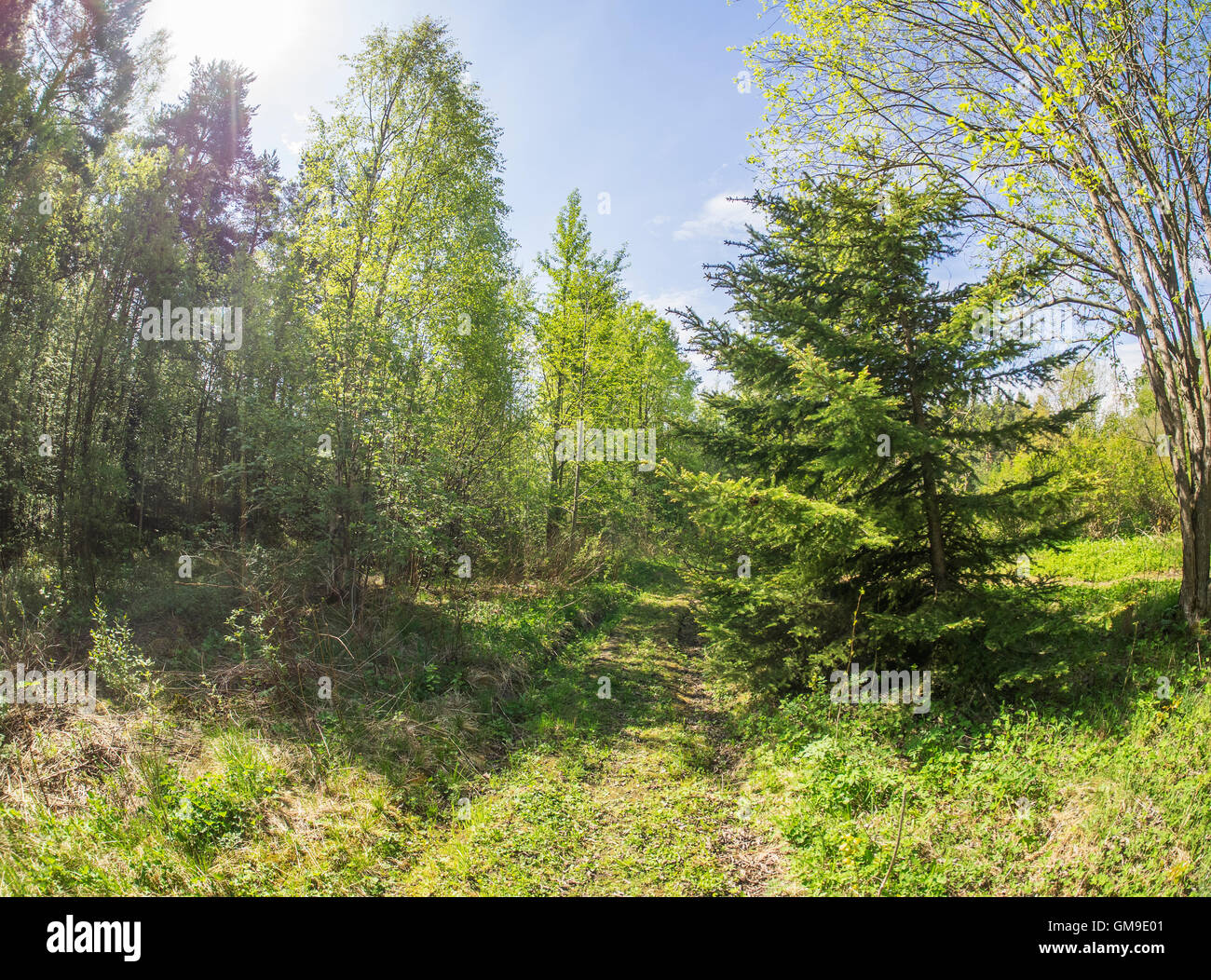 schönen Wald in einem botanischen Garten. Nördlich von Russland Stockfoto