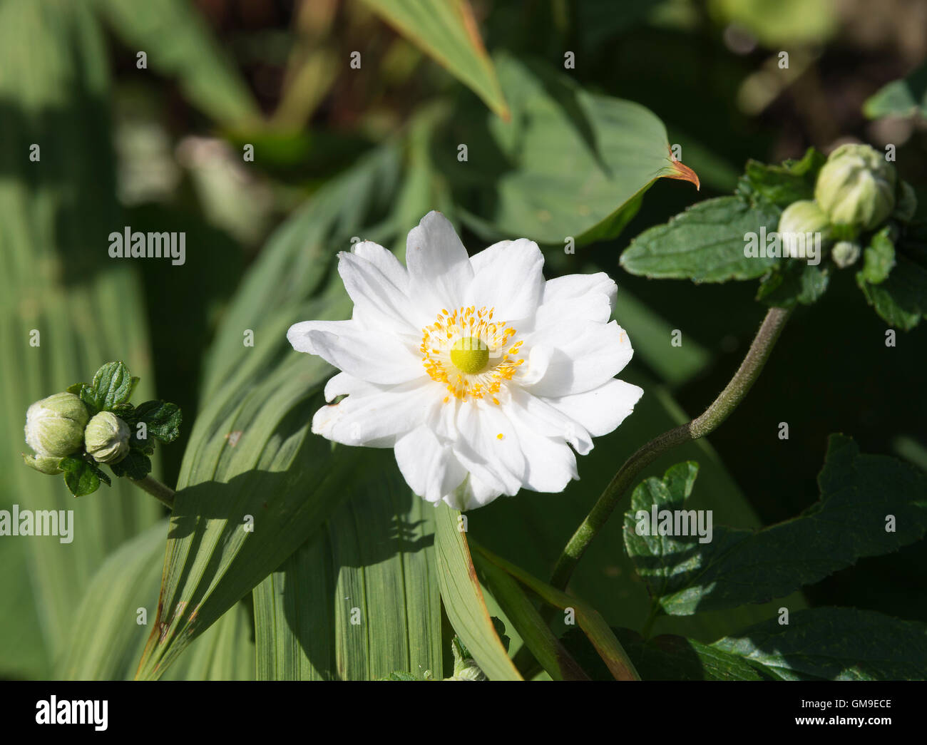 Weiße japanische Anemone Blumen X Hybrida Honorine Jobert in voller Blüte in einem Garten in Alsager Cheshire England Vereinigtes Königreich UK Stockfoto