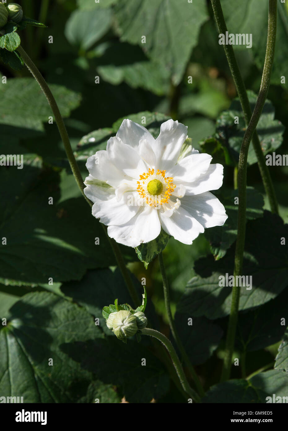 Weiße japanische Anemone Blumen X Hybrida Honorine Jobert in voller Blüte in einem Garten in Alsager Cheshire England Vereinigtes Königreich UK Stockfoto