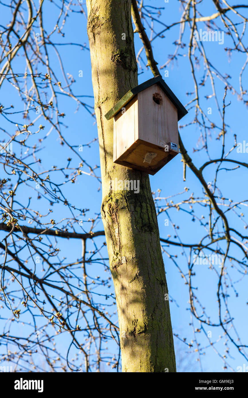 RSPB Vogel auf einem Baum vor einem blauen Himmel box und Frühjahr Knospen, Nottinghamshire, England, UK Stockfoto