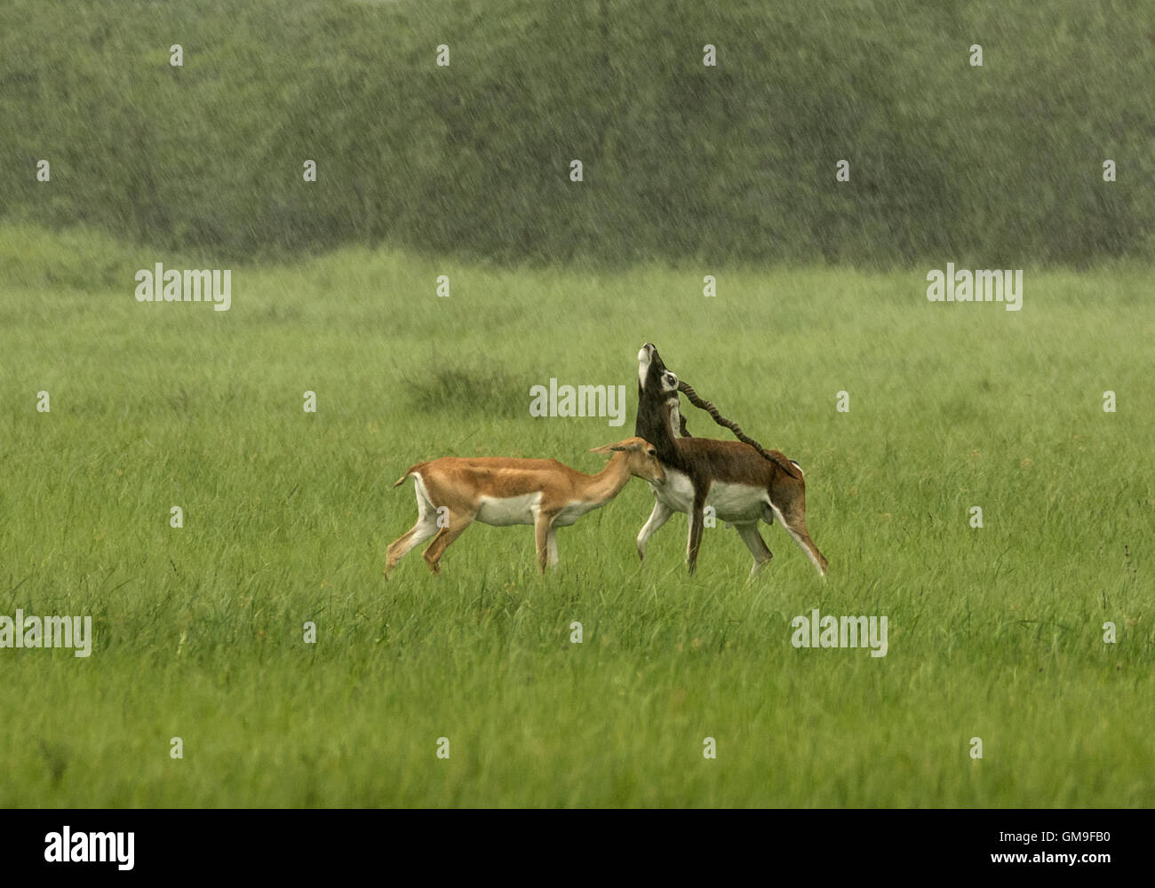 Blackbuck (magische Cervicapra) Balz, in Regen, Gujarat, Indien Stockfoto