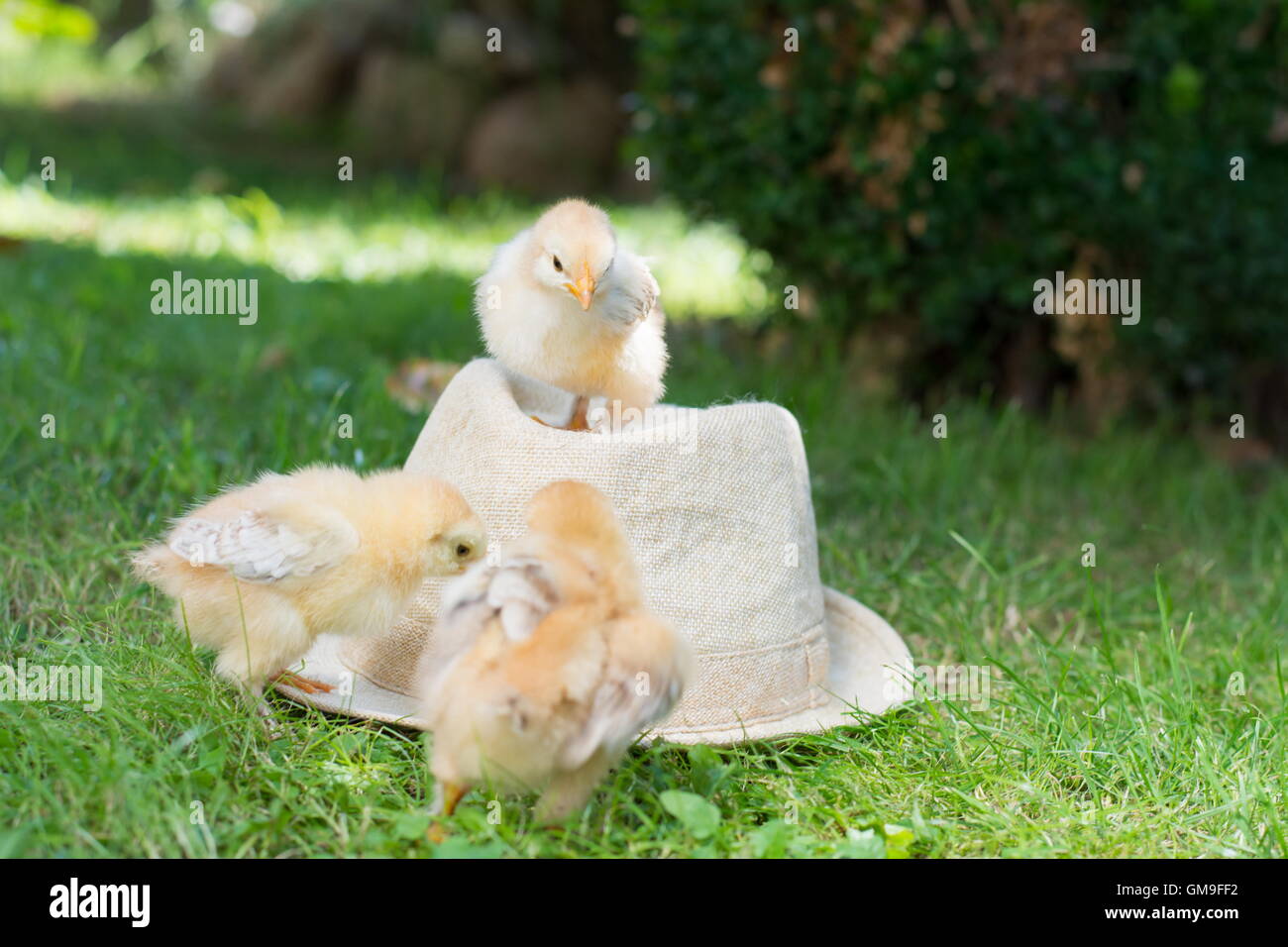 Baby Hühner stehend auf einem Strohhut Stockfoto