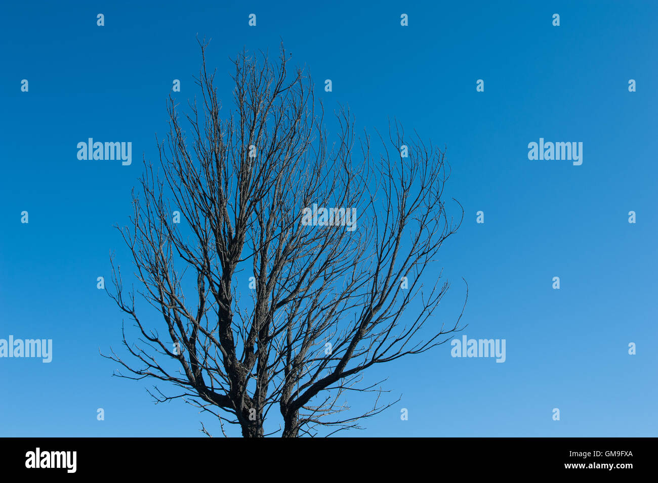 Baum mit geschwärzten Ästen allein auf blauen Himmelshintergrund, Konzept der Naturkatastrophe verbrannt Stockfoto