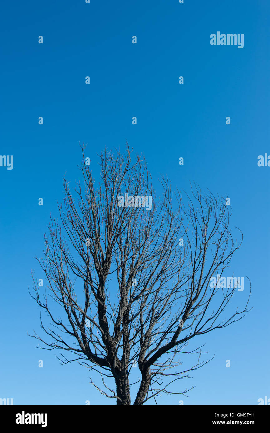 Baum mit geschwärzten Ästen allein auf blauen Himmelshintergrund, Konzept der Naturkatastrophe verbrannt Stockfoto