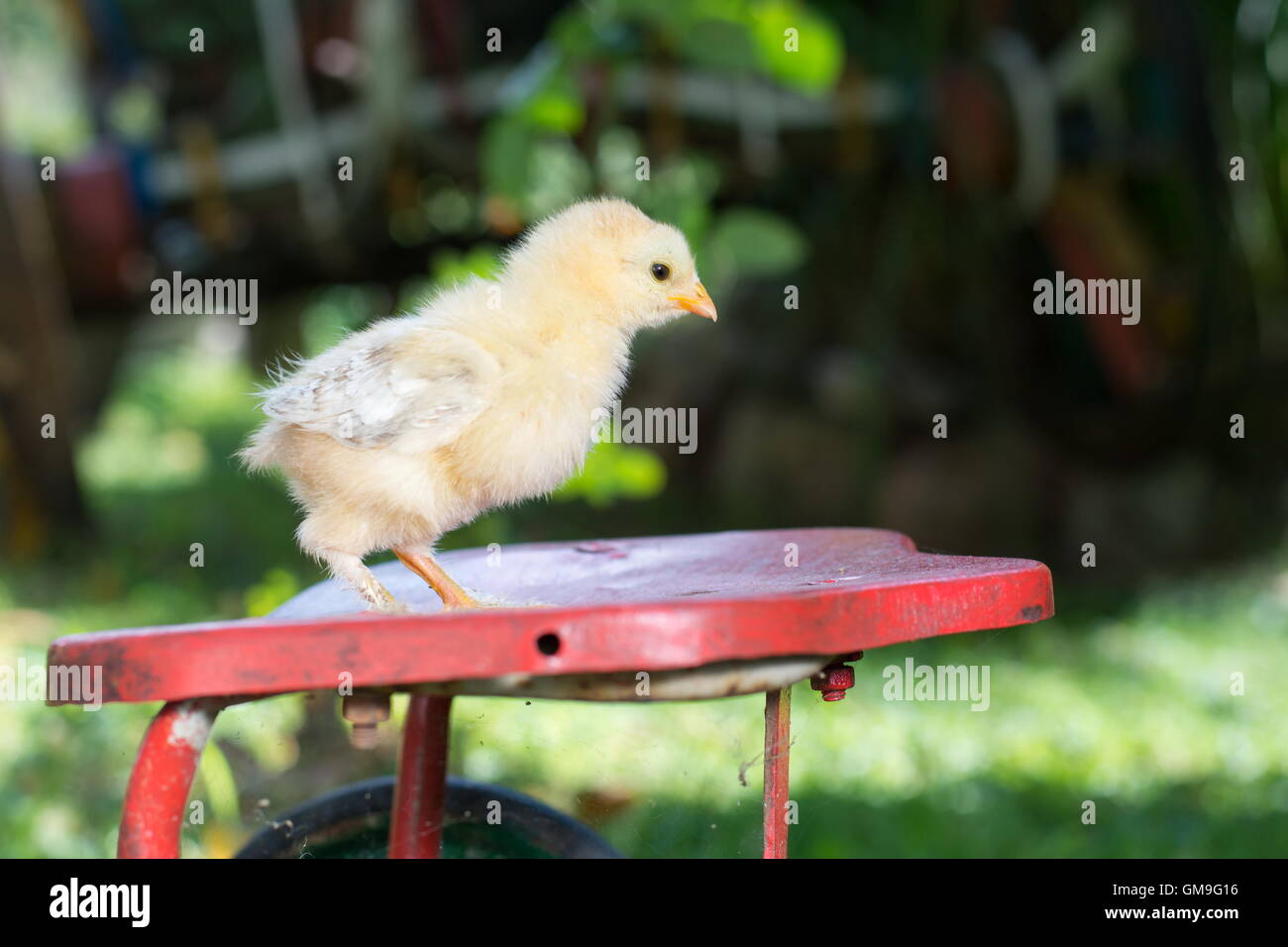 Baby Huhn stehend auf Spielzeug Fahrradsitz Stockfoto