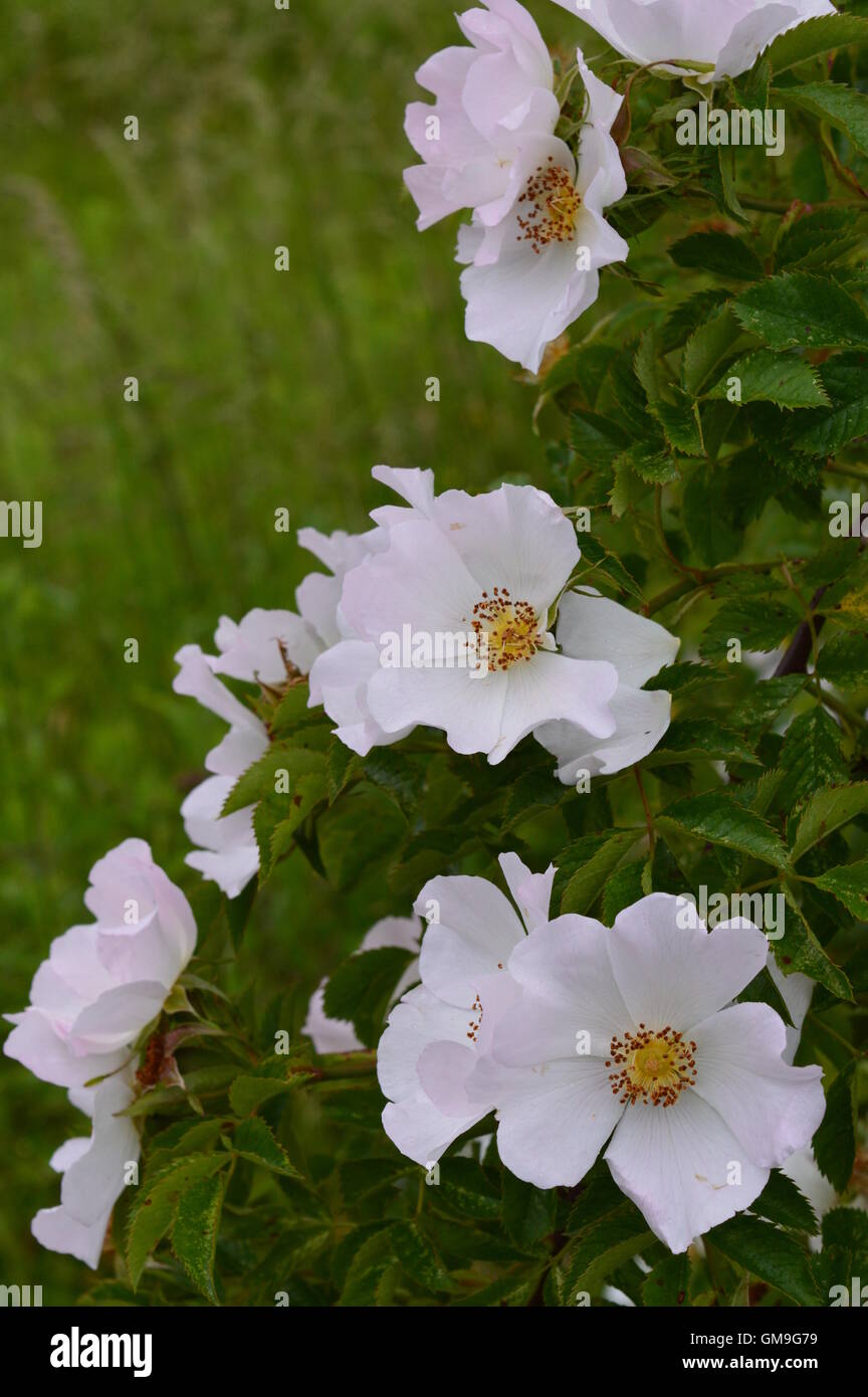 Wild Wandern Rosenblüten Stockfoto
