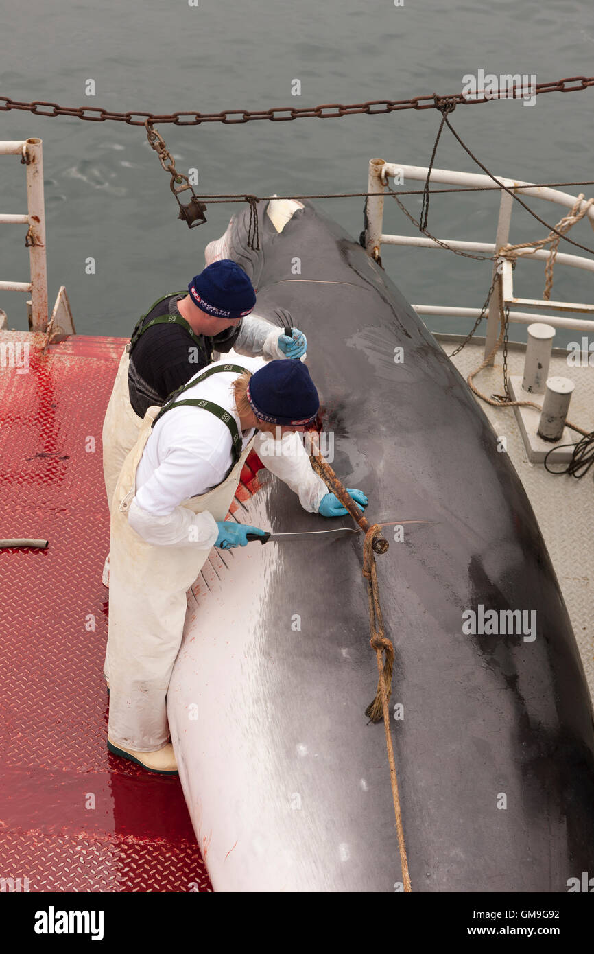 Minke Whale Hunt, Fischer, die Häutung des Wals an Bord der Hrafnreydur KO-100, Walfangschiff, Island Stockfoto