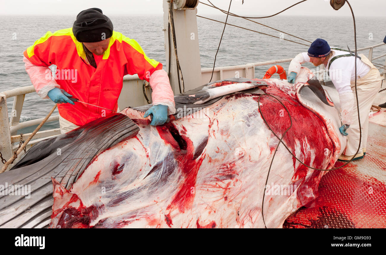 Minke Whale Hunt, Fischer, die Häutung des Wals an Bord der Hrafnreydur KO-100, Walfangschiff, Island Stockfoto