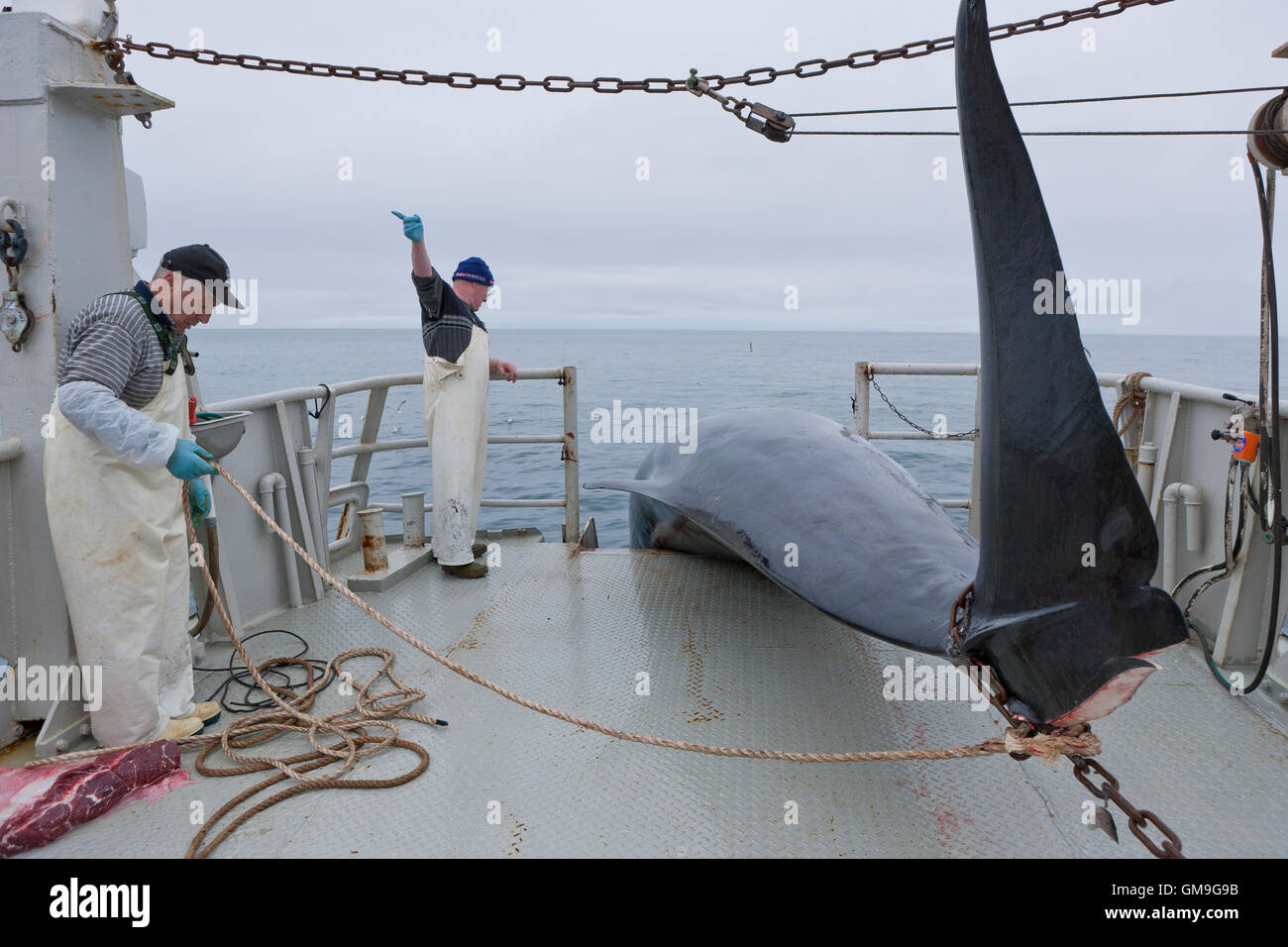 Fischer ziehen in fangen. Minke Whale Hunt, Hrafnreydur KO-100, Walfangschiff, Island Stockfoto