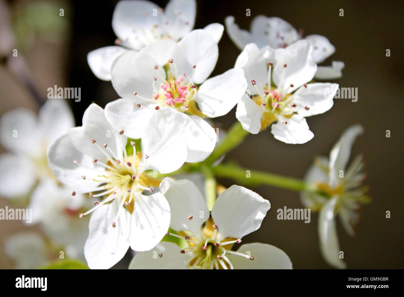 Birne-Blumen Stockfoto