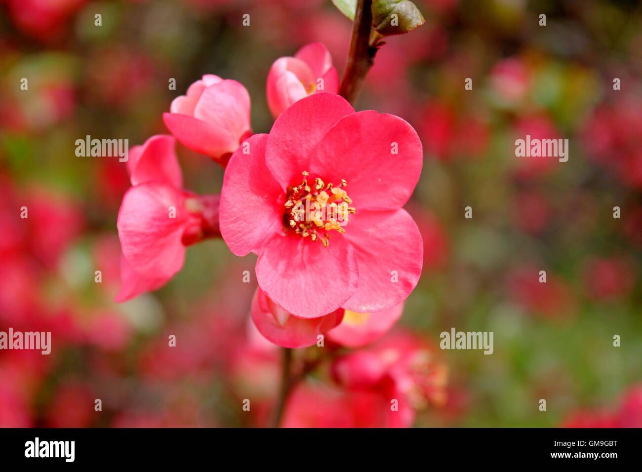 Japanische Quitte Blumen Stockfoto