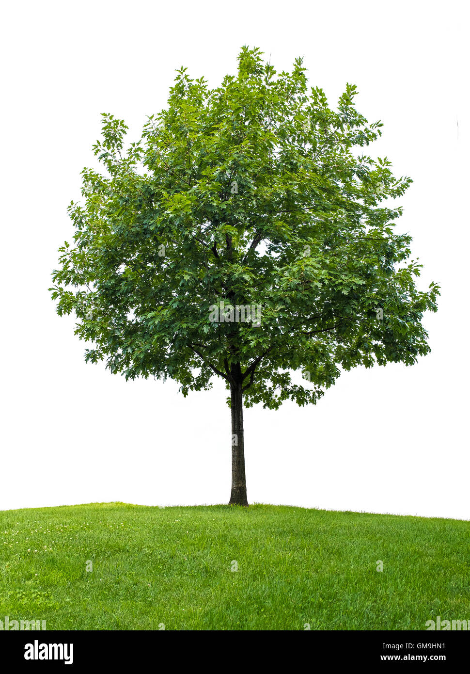 Kleine Eiche vor weißem Hintergrund Stockfoto