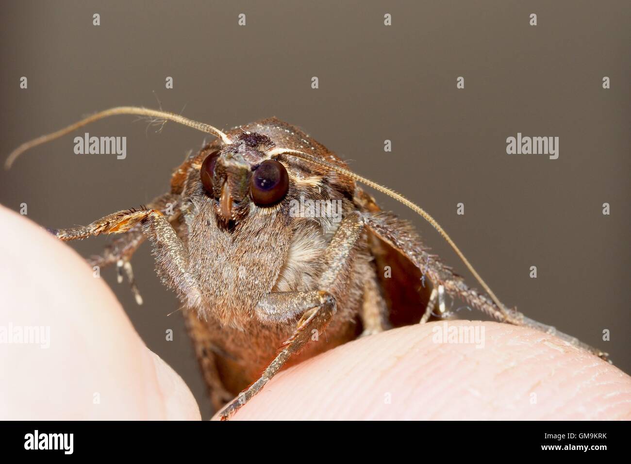 Brown House Moth Stockfotos Brown House Moth Bilder Alamy