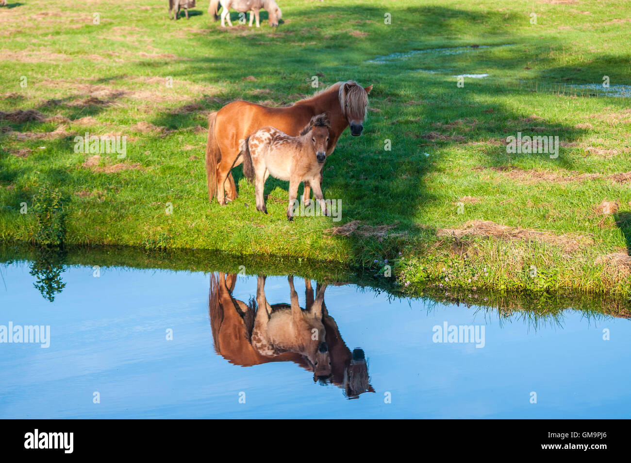 Appaloosa Pferd mit Fohlen Spiegelung im Wasser Stockfoto