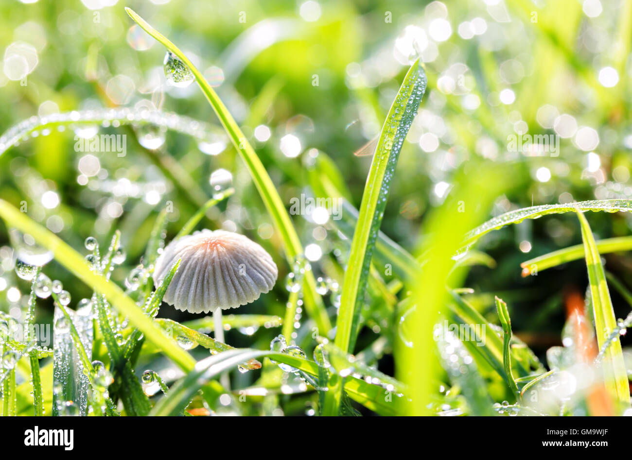 ein Morgen-Pilz, Tautropfen und grass Stockfoto