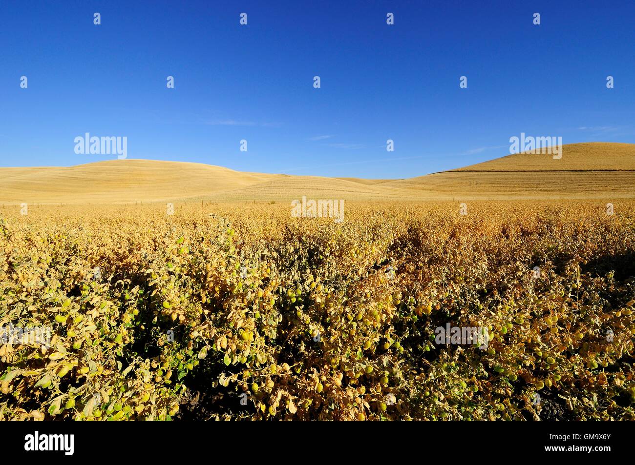 Reife Kichererbsen bereit für die Ernte Stockfoto