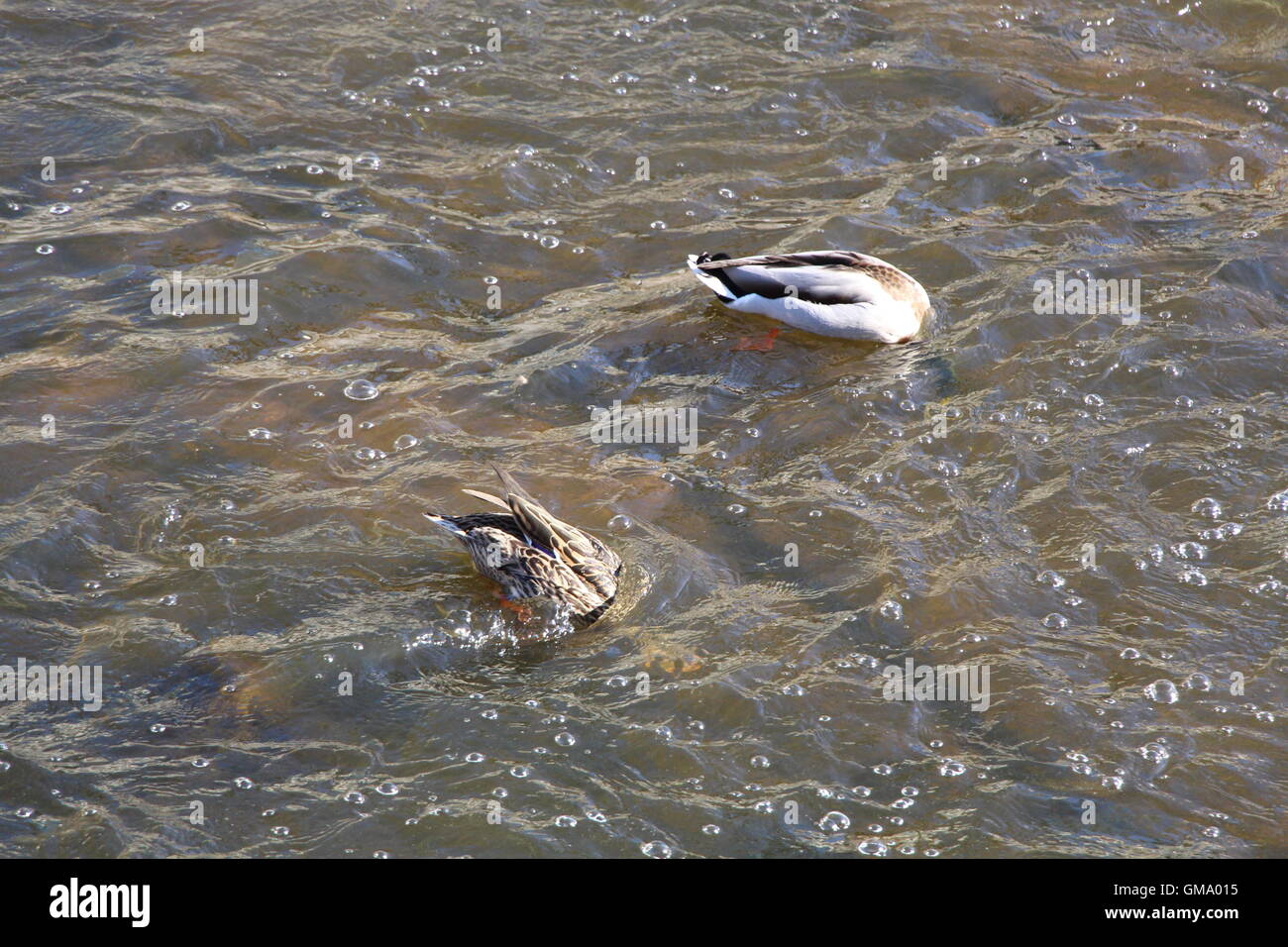 Ein paar Enten mit ihren Hals unter Wasser am Fluss Ohře in Karlovy Vary, Tschechische Republik Stockfoto