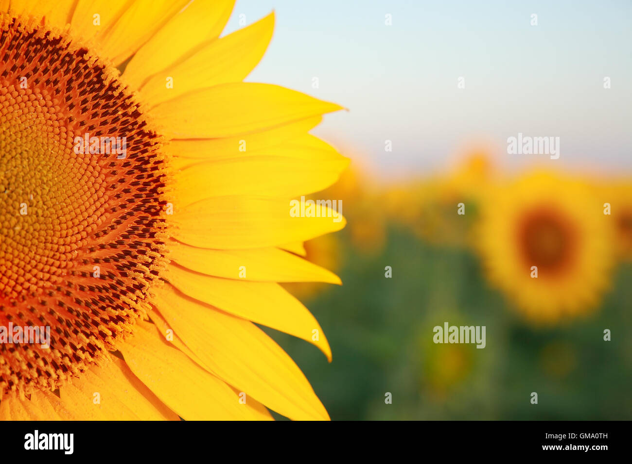 Sonnenblumen auf dem Feld im Morgengrauen Nahaufnahme Stockfoto