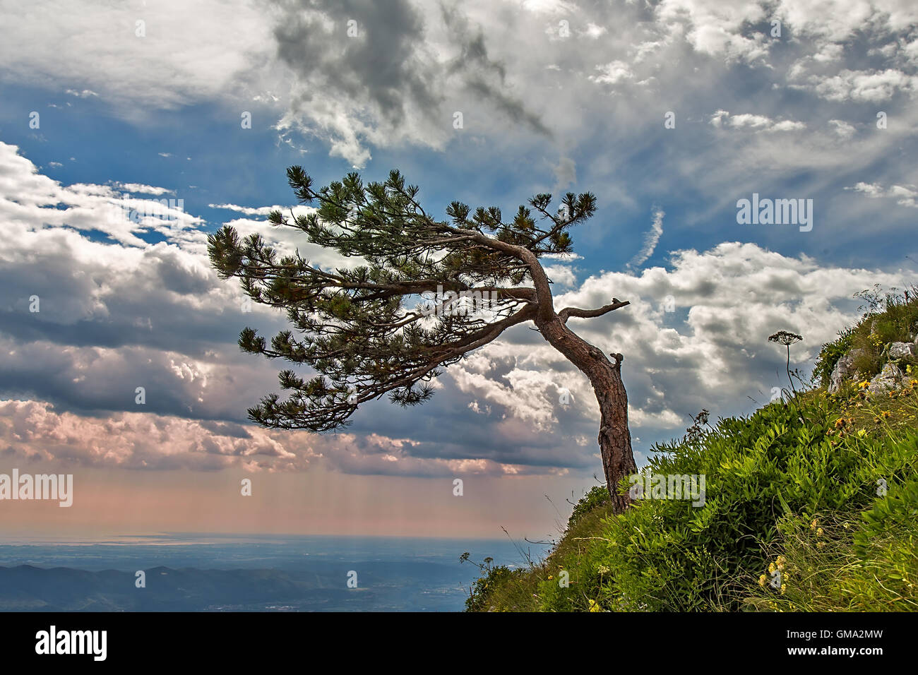 Einsam-Baum auf downgrade Stockfoto