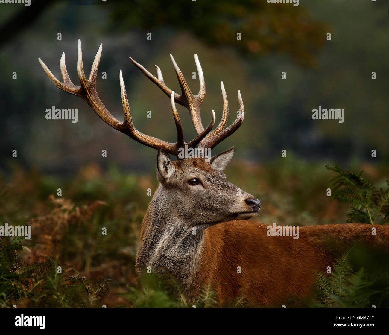 Rothirsch geweih -Fotos und -Bildmaterial in hoher Auflösung – Alamy
