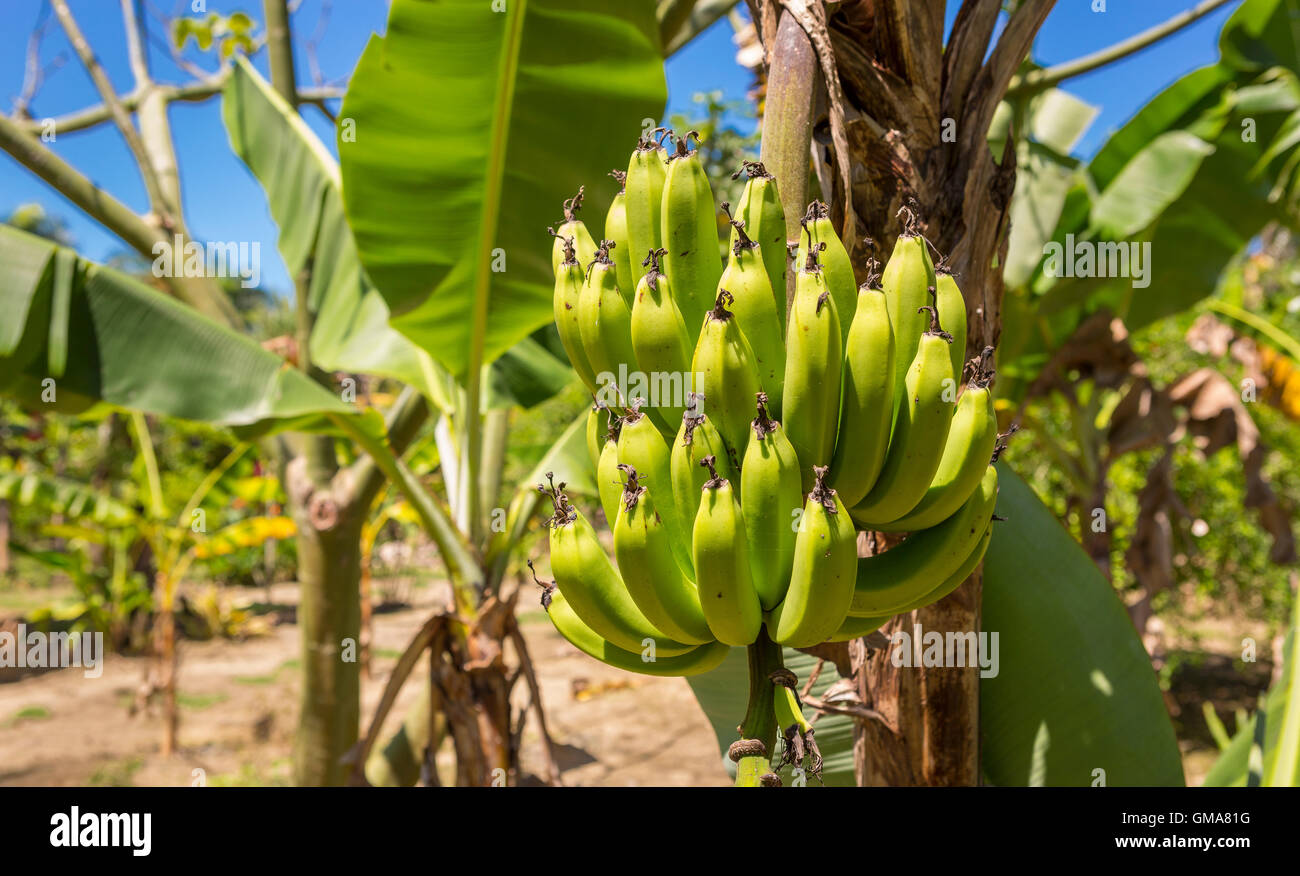 CABARETE, Dominikanische Republik - Bündel Bananen auf Bananenbaum wachsen. Stockfoto