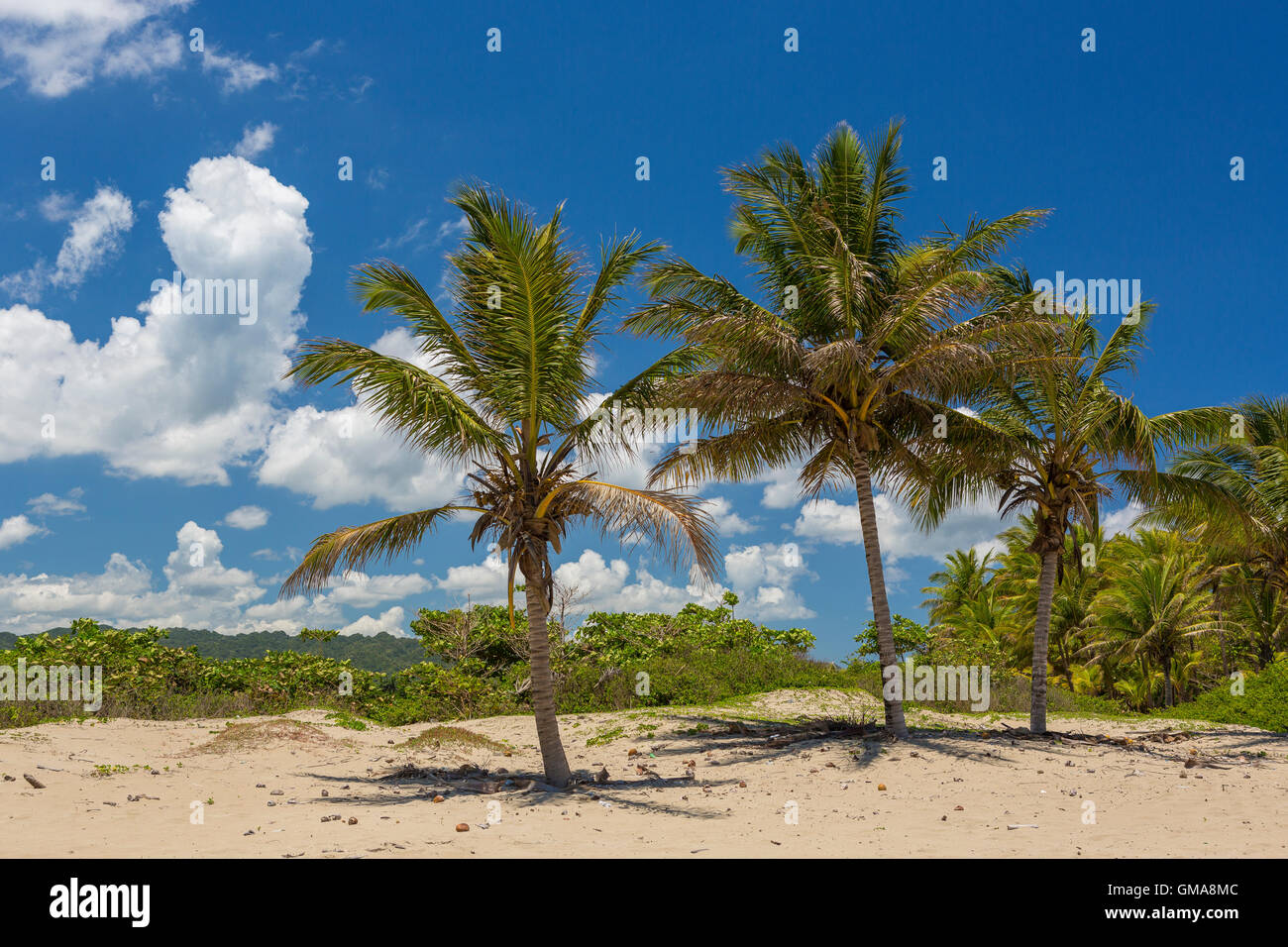 Dominikanische Republik - Strand Landschaft mit Palmen an der Mündung des Yasica Flusses, in der Nähe von Cabarete. Stockfoto