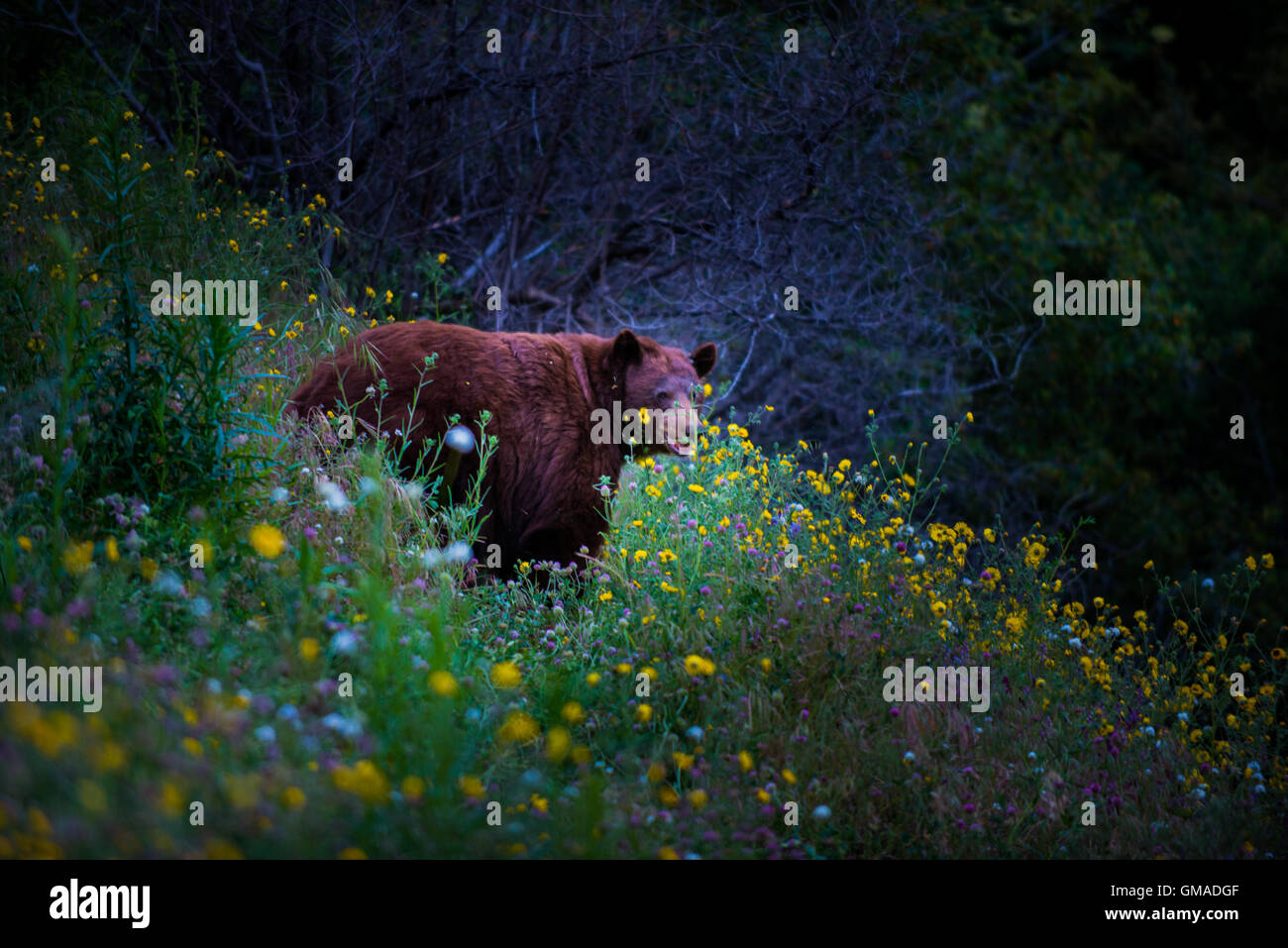 Black Bear Kalifornien Sequoia Kings Canyon Nationalpark USA CA Stockfoto