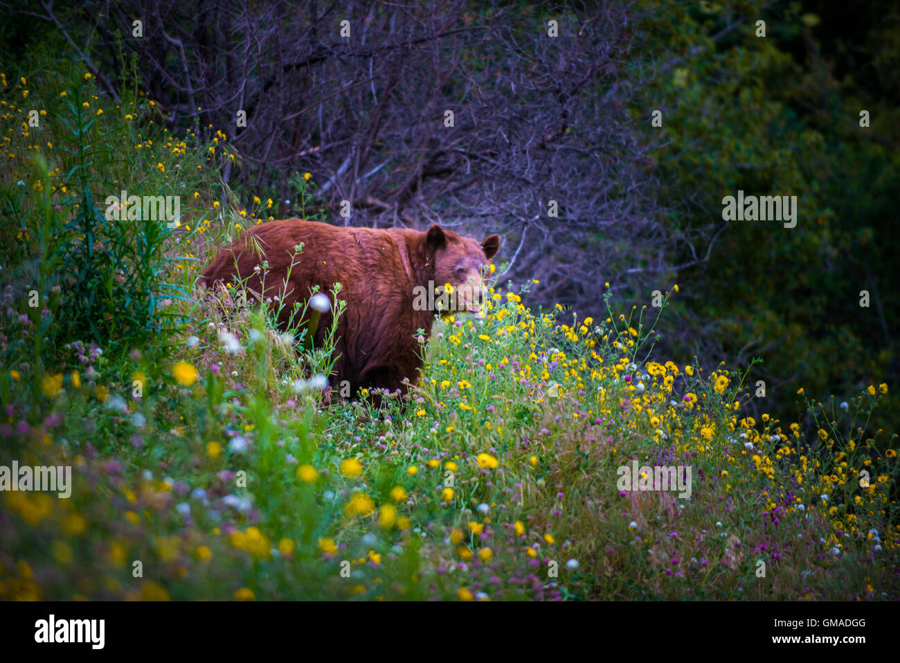 Black Bear Kalifornien Sequoia Kings Canyon Nationalpark USA CA Stockfoto