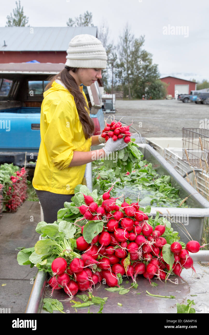 Arbeitnehmer waschen, Bündelung geernteten Radieschen in der Vorbereitung für Farmers Market. Stockfoto