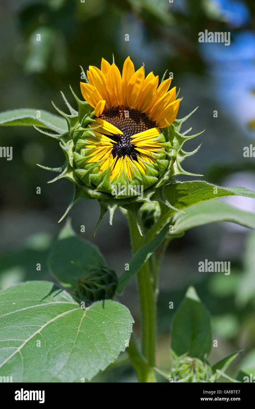 Sonnenblume nur beginnen zu öffnen Stockfoto