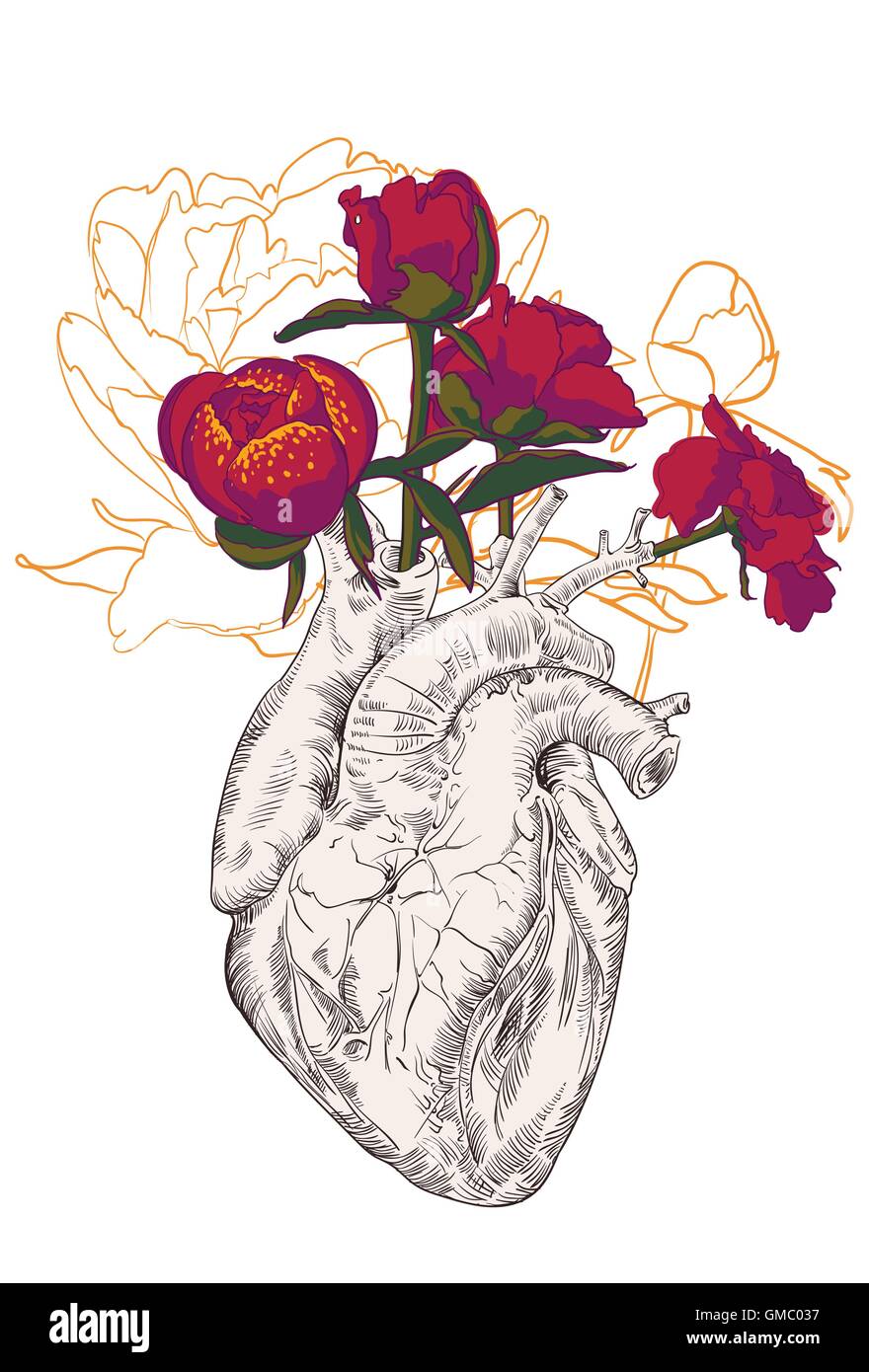 Herz anatomie zeichnung -Fotos und -Bildmaterial in hoher Auflösung – Alamy