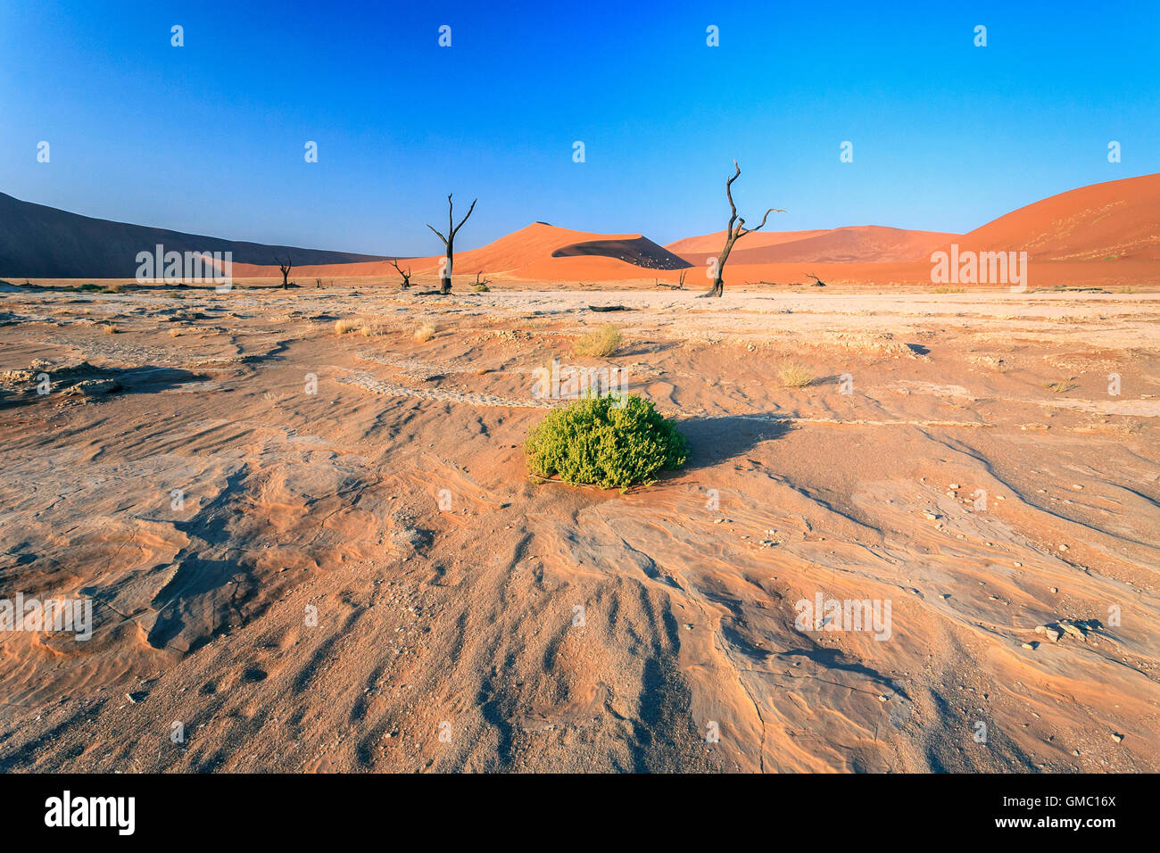 Strauch und tot Akazie, umgeben von Sanddünen Deadvlei Sossusvlei Wüste Namib Naukluft Nationalpark Namibia Afrika Stockfoto