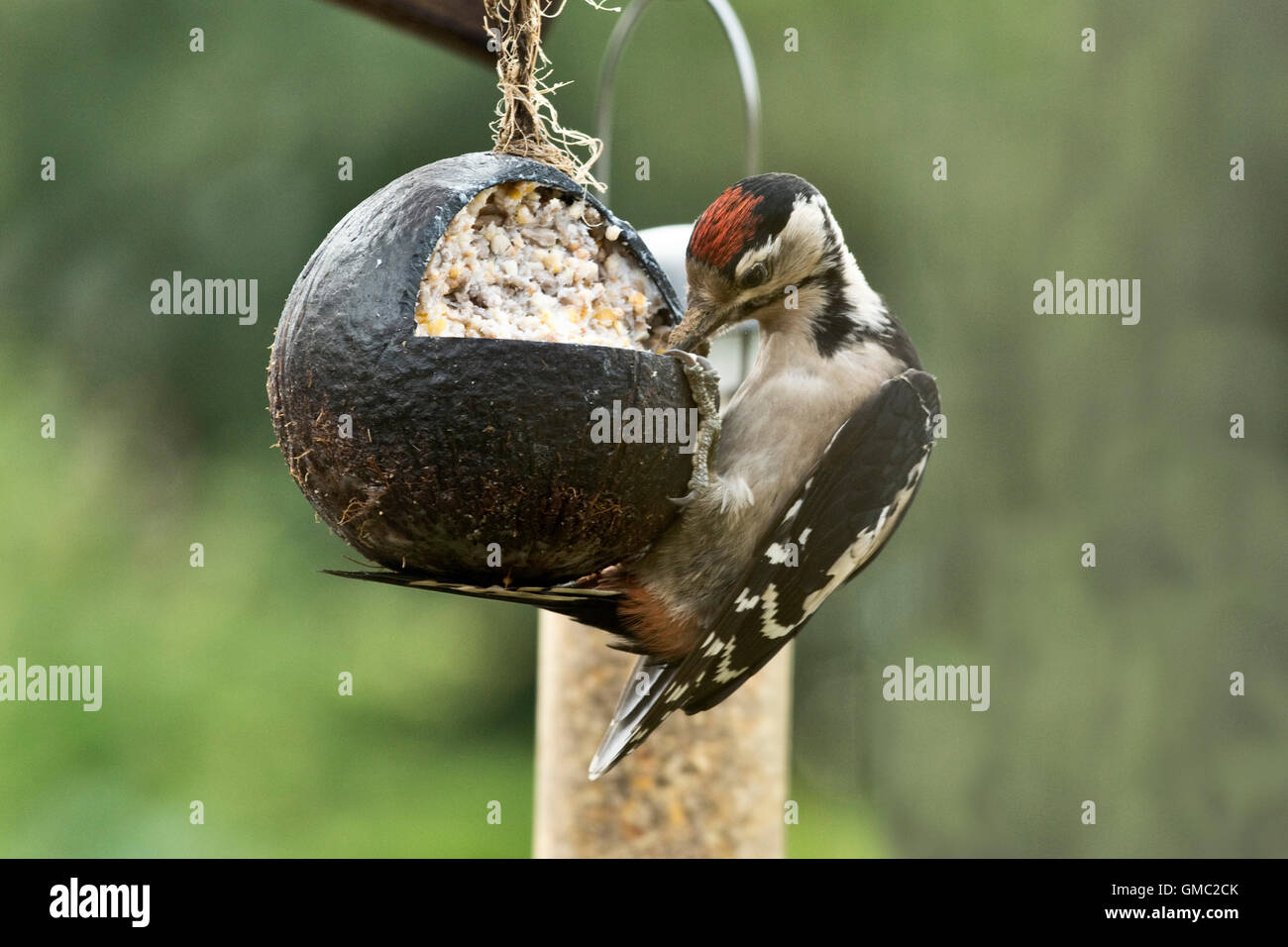 Eine juvenile große entdeckt Woodpecked, Dendrocopos major, Fütterung aus einem Fett und Samen gefüllte Kokosnussschale Stockfoto