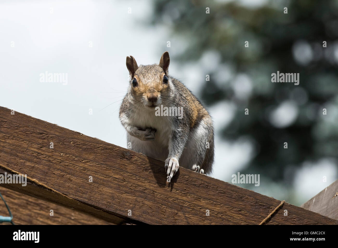 Ein Erwachsener grauen Squiirel. Sciurus Carolinensis, Lwatching aus einem hölzernen Garten Bogen, Berkshire, Juli Stockfoto