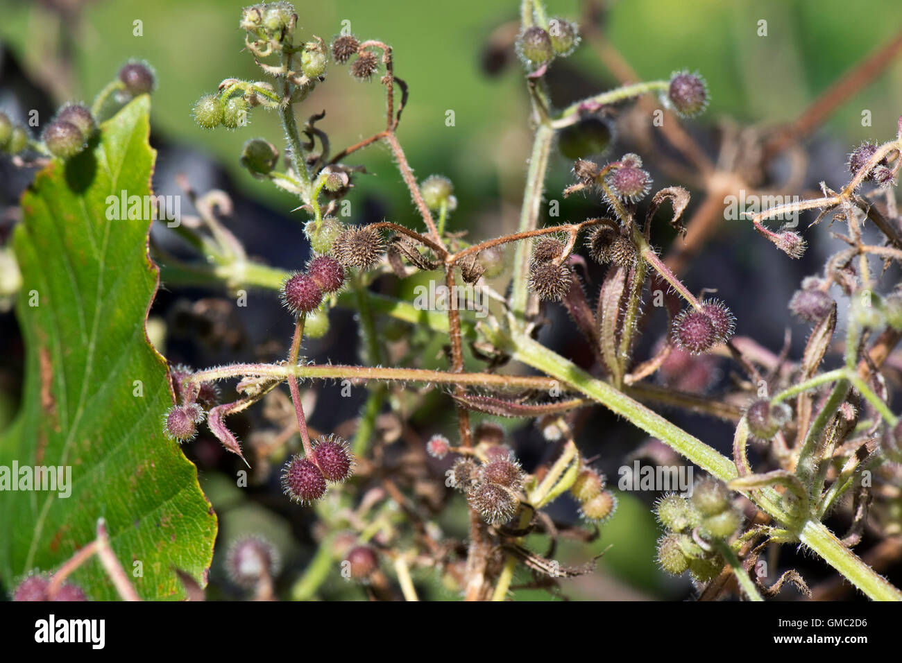 Obst oder Grate der Hackmesser, Galium Aparine, mit Haken, die Kleidung und Tiere für Zerstreuung beimessen Stockfoto