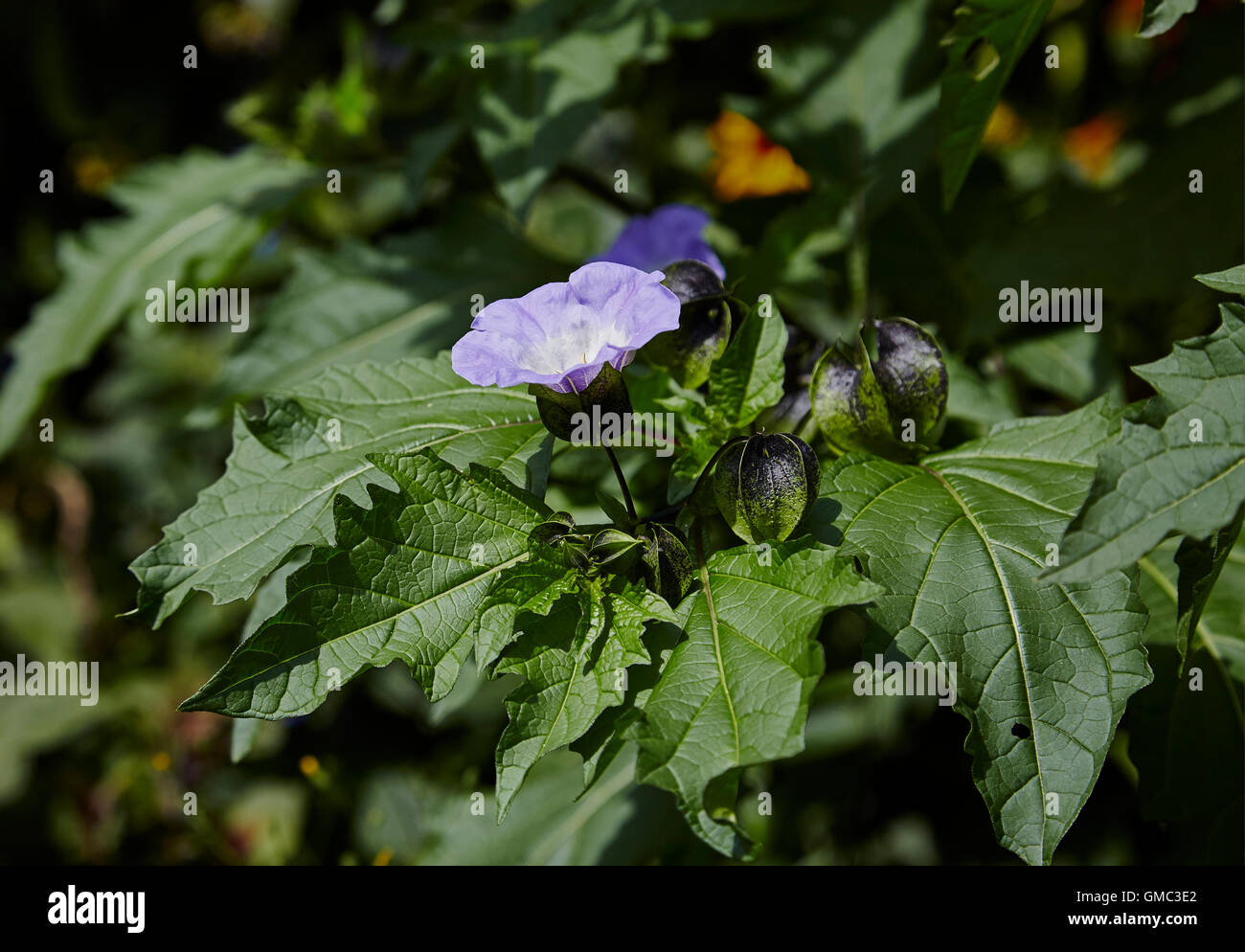 Nicandra blauen Glocke geformte Blume, manchmal bekannt als Shoo Fly Pflanze mit Blüte und Frucht Stockfoto