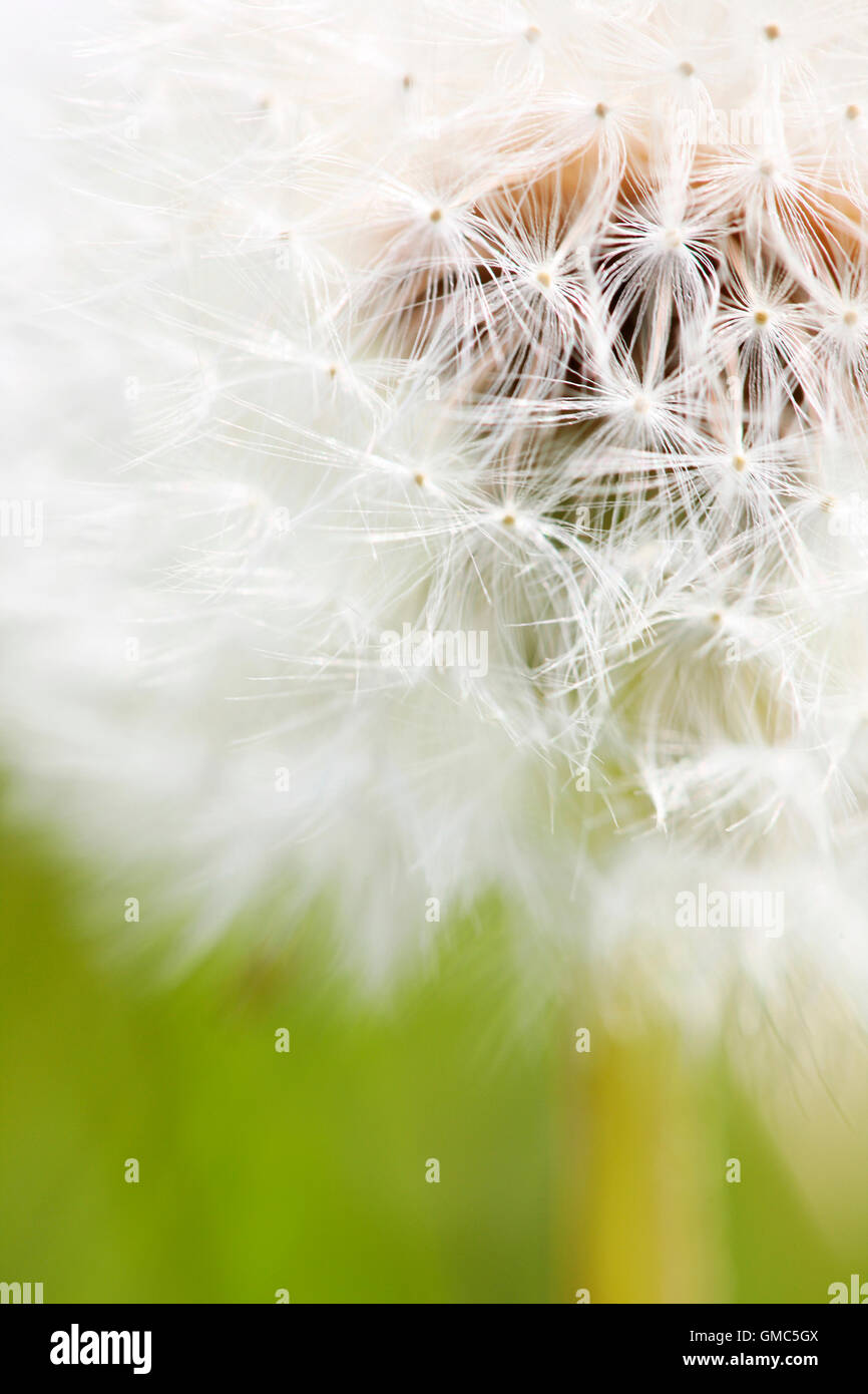 Kopf im Himmel und frischen Löwenzahn Samen, Fallschirm Kugel Jane Ann Butler Fotografie JABP798 Stockfoto