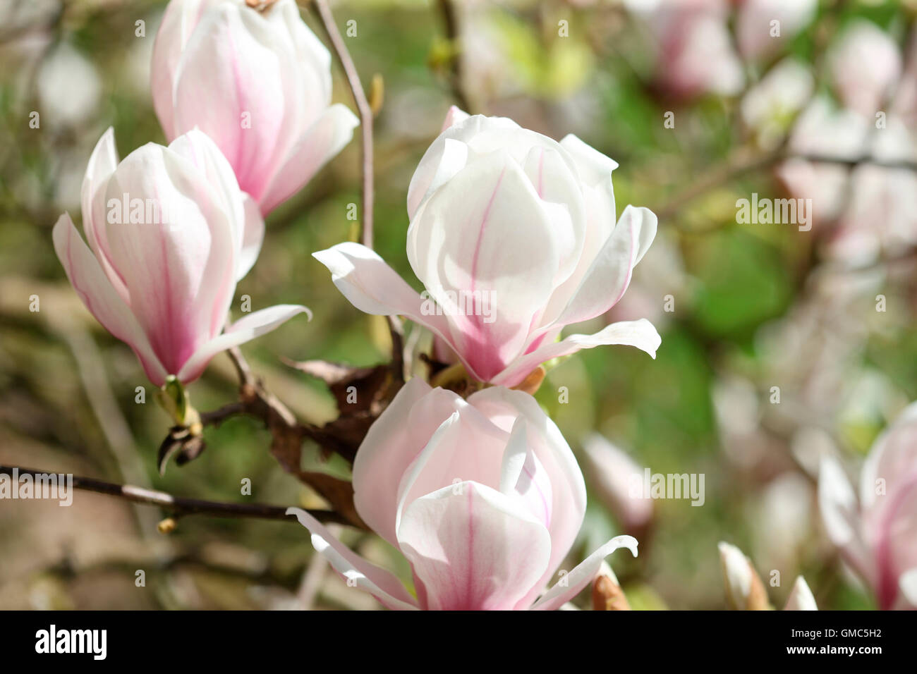 charmante Magnolie Blüten voller Vitalität - Lebensfreude Jane Ann Butler Fotografie JABP1600 Stockfoto