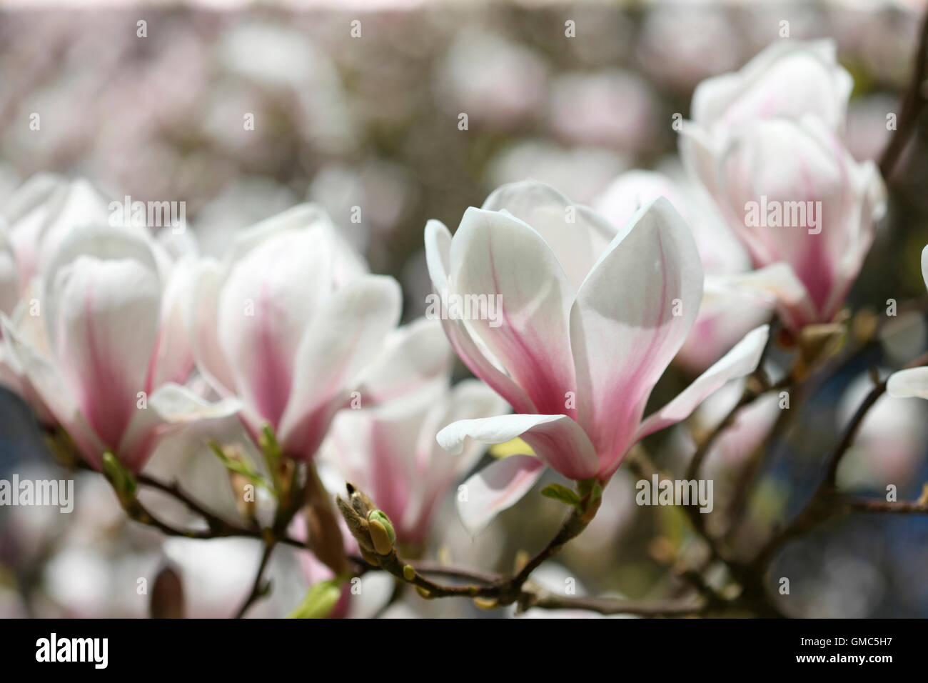 charmante Magnolie Blüten voller Vitalität - Lebensfreude Jane Ann Butler Fotografie JABP1601 Stockfoto