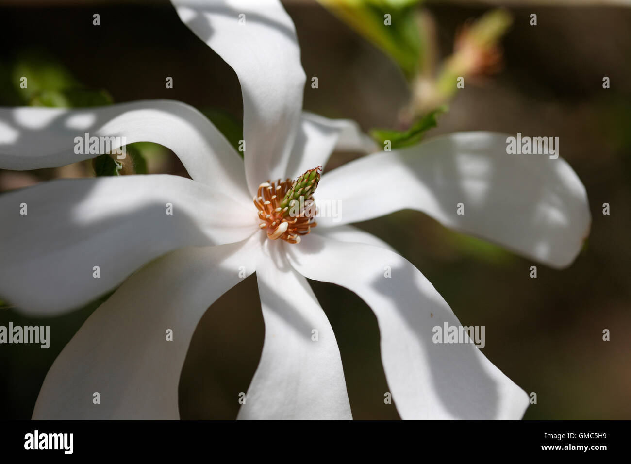 die atemberaubende Magnolia Stellata 'Merrill' einen frühen Frühling Schönheit Jane Ann Butler Fotografie JABP1607 Stockfoto