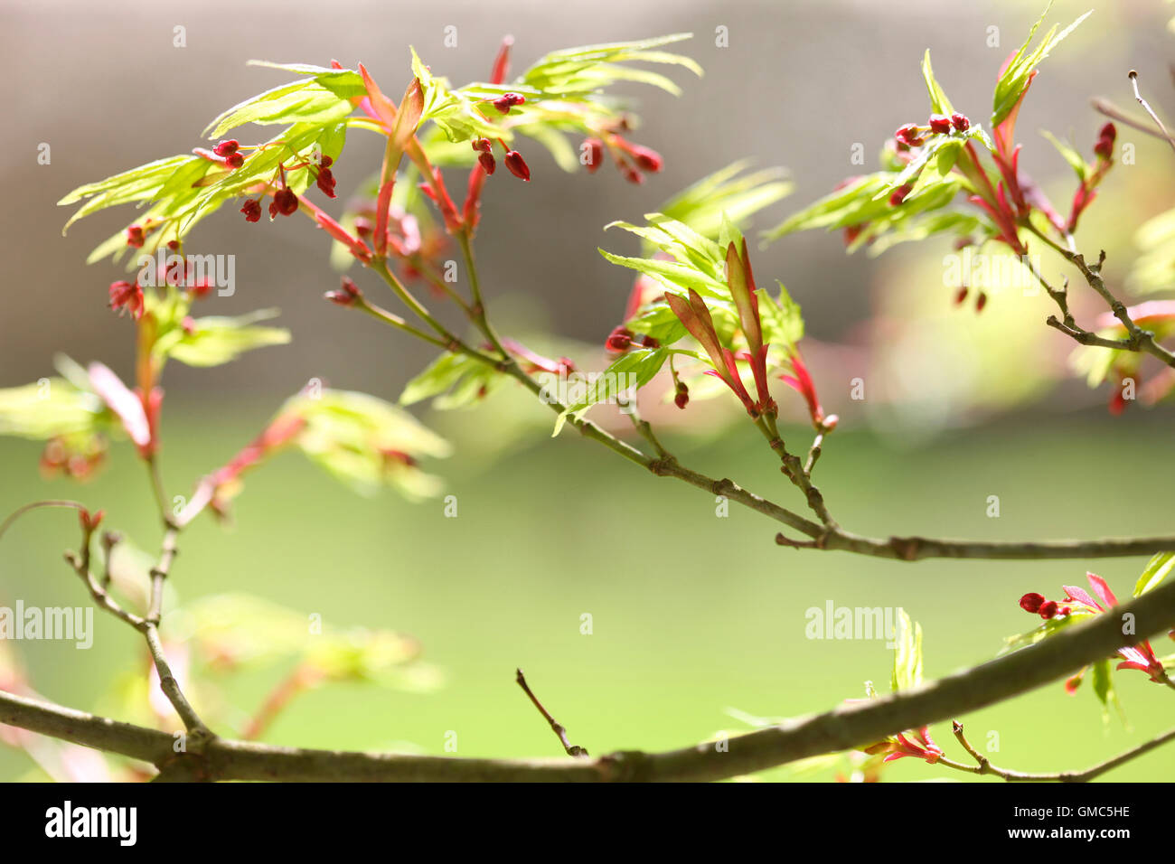 Acer Palmatum 'Shinobuga Oka"im Frühling, Hoffnung und Lebensfreude Jane Ann Butler Fotografie JABP1599 Stockfoto