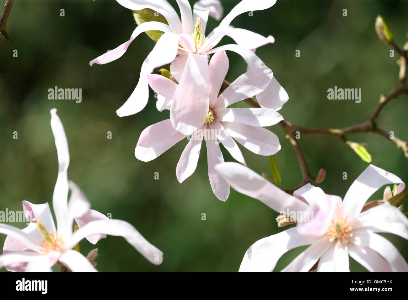 Magnolia X loebneri 'Leonard Messel' - ein Frühlings-Favorit Jane Ann Butler Fotografie JABP1612 Stockfoto
