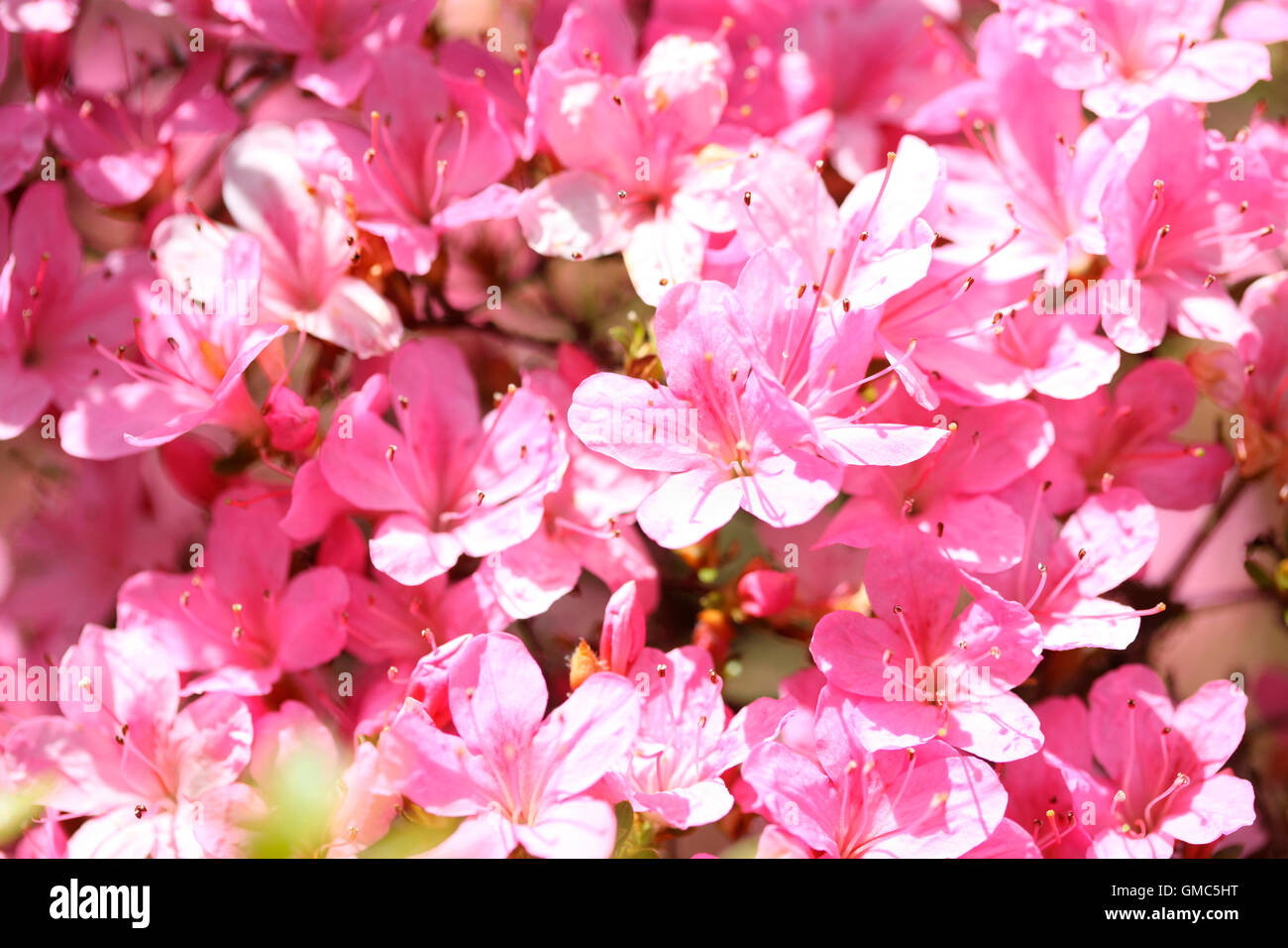 Frühlingsblumen, getränkt in Sonnenlicht Jane Ann Butler Fotografie JABP1610 Stockfoto