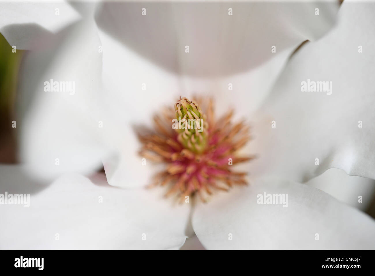 weiße Magnolia Soulangeana mit einem erröten rosa Zentrum frei fließenden und eleganten Jane Ann Butler Fotografie JABP1602 Stockfoto