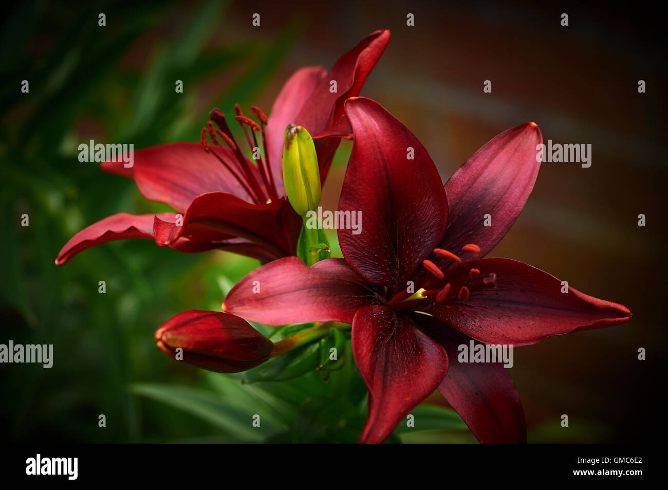 Pflanzen und Blumen, Karibik Asien Stockfoto