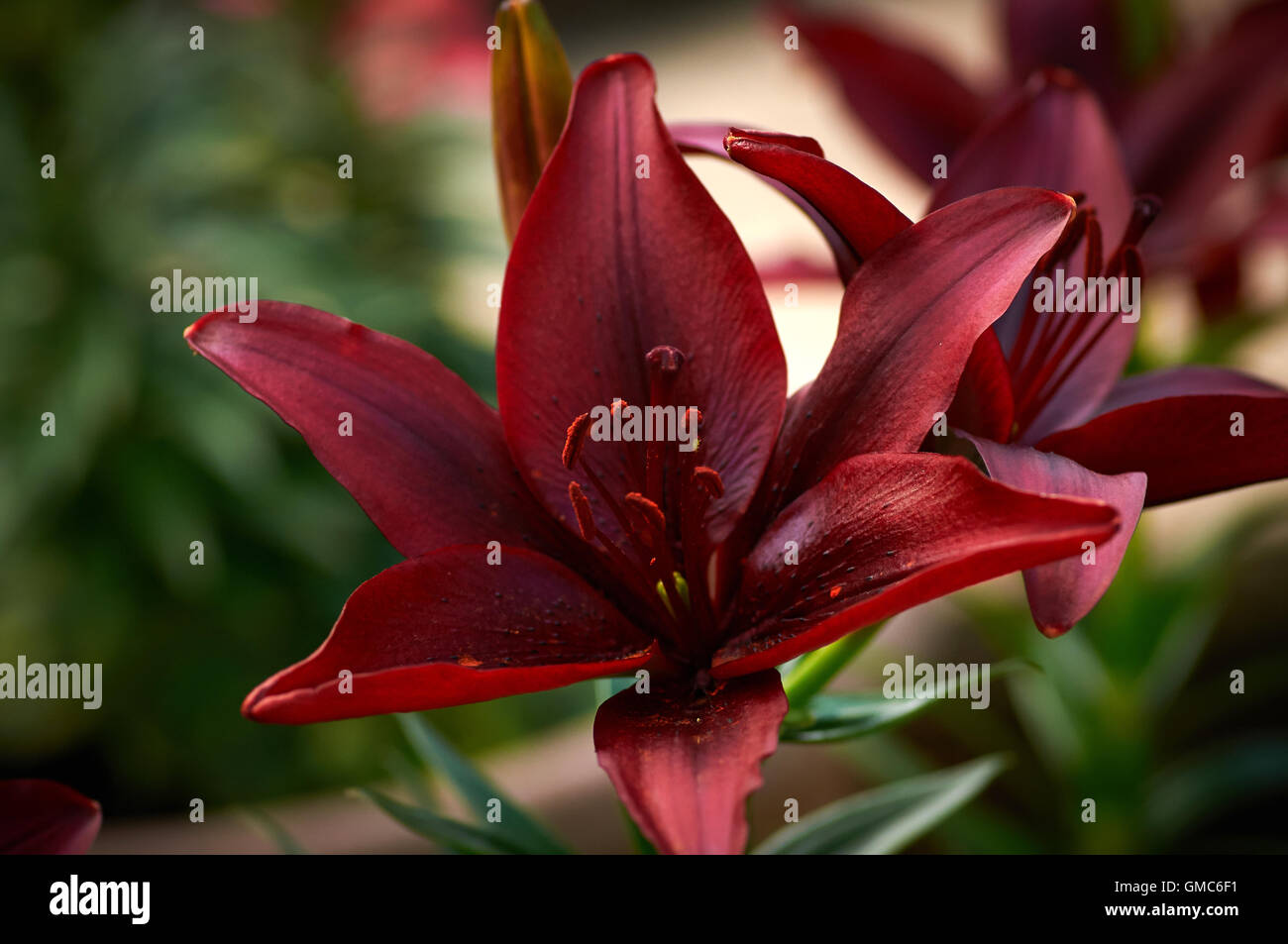 Pflanzen und Blumen, Karibik Asien Stockfoto